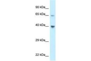 Image no. 1 for anti-Chemokine (C-C Motif) Receptor-Like 1 (CCRL1) (C-Term) antibody (ABIN6747646) (CCRL1 抗体  (C-Term))
