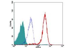 Image no. 3 for anti-Telomeric Repeat Binding Factor 2 (TERF2) antibody (ABIN208252) (TRF2 抗体)