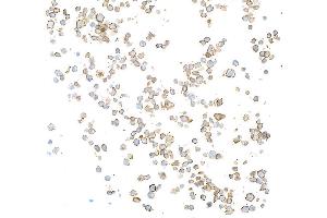 Immunocytochemistry (ICC) image for anti-Membrane-Spanning 4-Domains, Subfamily A, Member 1 (MS4A1) antibody (ABIN7449560)