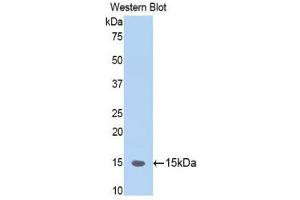 Western Blotting (WB) image for anti-Coagulation Factor II (thrombin) Receptor-Like 1 (F2RL1) (AA 214-325) antibody (ABIN1860130) (F2RL1 抗体  (AA 214-325))