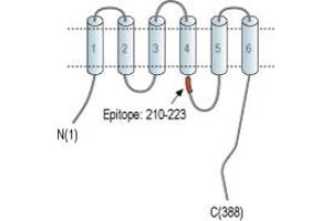 anti-Solute Carrier Family 30 (Zinc Transporter), Member 3 (Slc30a3) (2nd Cytoplasmic Loop), (AA 210-223) antibody