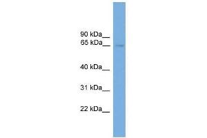 NRBP1 antibody used at 0.