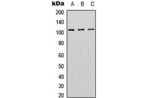 Western blot analysis of DNMT3A expression in HEK293T (A), Raw264. (DNMT3A 抗体  (N-Term))