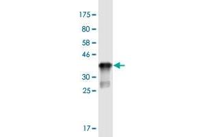Western Blot detection against Immunogen (35. (ST3GAL5 抗体  (AA 31-117))