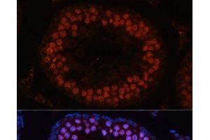 Immunofluorescence analysis of Rat testis using MSH4 Polyclonal Antibody at dilution of 1:100. (MSH4 抗体)