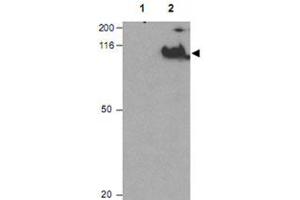 Western blot using CDC27 (phospho T244) polyclonal antibody  shows detection of a band ~92 KDa corresponding to phosphorylated human CDC27 (arrowhead). (CDC27 抗体  (pThr244))