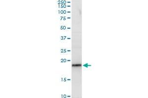RPL29 MaxPab polyclonal antibody. (RPL29 抗体  (AA 1-159))