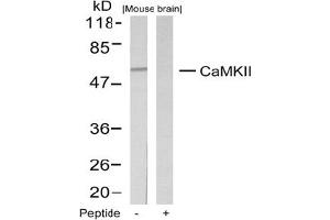 Image no. 1 for anti-Calcium/calmodulin-Dependent Protein Kinase II alpha (CAMK2A) (Thr286) antibody (ABIN197550) (CAMK2A 抗体  (Thr286))