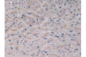IHC-P analysis of Human Liver Tissue, with DAB staining. (VNN1 抗体  (AA 389-497))