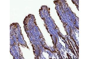 anti-Fibroblast Growth Factor 15 (FGF15) (AA 26-218) antibody