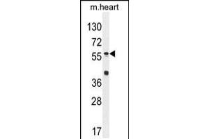 Western blot analysis in mouse heart tissue lysates (35ug/lane). (SP8 抗体  (C-Term))