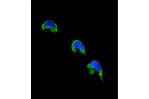 Confocal immunofluorescent analysis of CYP1A2 Antibody (Center) (ABIN655272 and ABIN2844864) with 293 cell followed by Alexa Fluor® 488-conjugated goat anti-rabbit lgG (green). (CYP1A2 抗体  (AA 255-282))