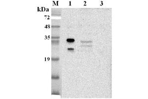 Western blot analysis using anti-NQO1 (human), pAb  at 1:2'000 dilution. (NQO1 抗体)