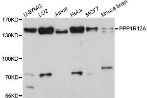 Western blot analysis of extracts of various cell lines, using PPP1R12A antibody. (PPP1R12A 抗体  (AA 1-200))