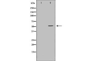 Western blot analysis of TRXR2 expression in HT29 cells (TXNRD2 抗体  (C-Term))