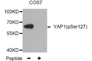 Western blot analysis of extracts from COS7 tissue,using Phospho-YAP1-S127 antibody. (YAP1 抗体  (pSer127))