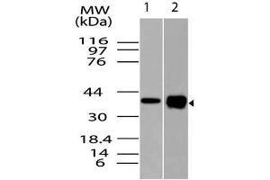 Image no. 1 for anti-Runt-Related Transcription Factor 3 (RUNX3) (AA 100-320) antibody (ABIN5027511) (RUNX3 抗体  (AA 100-320))