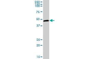 PELO MaxPab polyclonal antibody. (PELO 抗体  (AA 1-385))