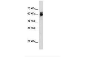Image no. 2 for anti-Nuclear Respiratory Factor 1 (NRF1) (AA 429-478) antibody (ABIN203328) (NRF1 抗体  (AA 429-478))