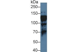 Western blot analysis of Human HepG2 cell lysate, using Human ILF3 Antibody (1 µg/ml) and HRP-conjugated Goat Anti-Rabbit antibody ( (Interleukin enhancer-binding factor 3 (ILF3) (AA 672-891) 抗体)
