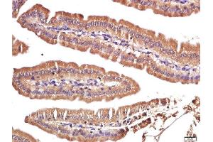 Paraformaldehyde-fixed, paraffin embedded mouse intestine, Antigen retrieval by boiling in sodium citrate buffer (pH6. (FAM134C 抗体  (AA 76-180))