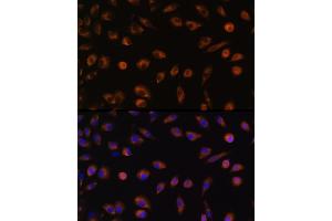 Immunofluorescence (IF) image for anti-Gap Junction Protein, alpha 1, 43kDa (GJA1) (AA 233-382) antibody (ABIN6141098)