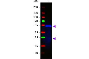 Western Blot of ATTO 488 conjugated Goat anti-Mouse IgG1 (Gamma 1 chain) Pre-adsorbed secondary antibody. (山羊 anti-小鼠 IgG1 (Heavy Chain) Antibody (Atto 488) - Preadsorbed)