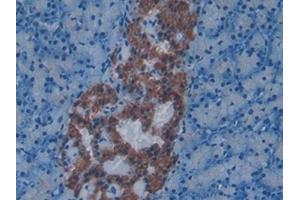 Detection of EDN1 in Mouse Pancreas Tissue using Polyclonal Antibody to Endothelin 1 (EDN1)