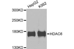 Western blot analysis of extracts of various cell lines, using HDAC6 antibody. (HDAC6 抗体  (AA 1-200))