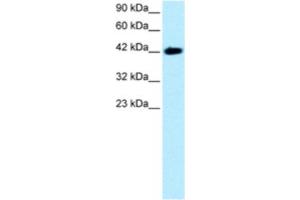 Western Blotting (WB) image for anti-BarH-Like Homeobox 2 (BARHL2) antibody (ABIN2460338) (BARHL2 抗体)