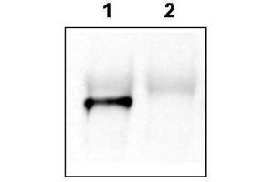 Western Blotting (WB) image for anti-GRP1 (General Receptor For phosphoinositides 1)-Associated Scaffold Protein (GRASP) (N-Term) antibody (ABIN233820)