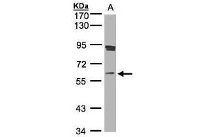 WB Image Sample(30 ug whole cell lysate) A:Raji , 7. (SCMH1 抗体  (Center))