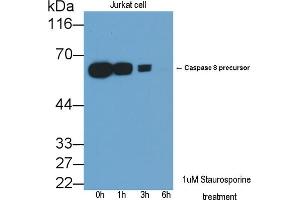 Detection of CASP8 in lysates of Jurkat cell line using Polyclonal Antibody to Caspase 8 (CASP8) (Caspase 8 抗体  (AA 385-479))