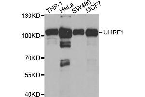 Western blot analysis of extracts of various cell lines, using UHRF1 antibody. (UHRF1 抗体)