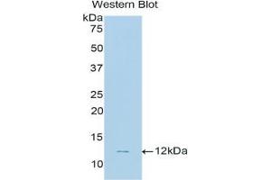 Western blot analysis of the recombinant protein. (NPPC 抗体  (AA 33-125))
