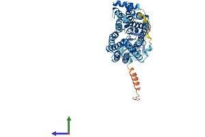 Protein Structure (PS) image for Solute Carrier Family 22 Member 5 (SLC22A5) (AA 1-557) protein (His tag) (ABIN7556339)