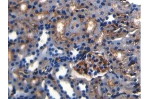 Detection of APOA4 in Rat Kidney Tissue using Polyclonal Antibody to Apolipoprotein A4 (APOA4) (APOA4 抗体  (AA 21-391))