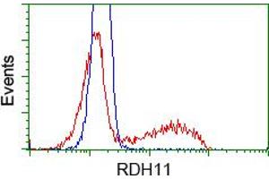 Image no. 1 for anti-Retinol Dehydrogenase 11 (All-Trans/9-Cis/11-Cis) (RDH11) antibody (ABIN1500654) (RDH11 抗体)