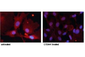 Immunofluorescence staining of methanol-fixed MEF cells untreated or treated with LY2904 using FKHR (Phospho-Ser256) Antibody. (FOXO1 抗体  (pSer256))