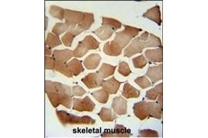 FLCN Antibody (C-term) (ABIN652601 and ABIN2842403) immunohistochemistry analysis in formalin fixed and paraffin embedded human skeletal muscle followed by peroxidase conjugation of the secondary antibody and DAB staining. (FLCN 抗体  (C-Term))