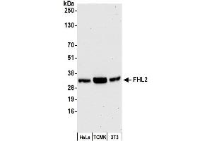 Western Blotting (WB) image for anti-Four and A Half LIM Domains 2 (FHL2) (C-Term) antibody (ABIN7453598)