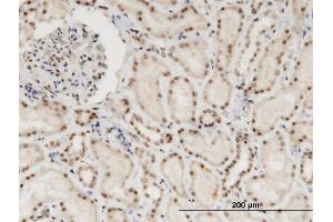 Immunoperoxidase of monoclonal antibody to NXF3 on formalin-fixed paraffin-embedded human kidney. (NXF3 抗体  (AA 1-531))