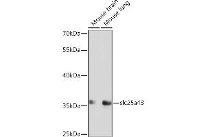 Western blot analysis of extracts of various cell lines, using slc25a43 Rabbit pAb (ABIN6133407, ABIN6147932, ABIN6147933 and ABIN6214950) at 1:1000 dilution. (SLC25A43 抗体  (AA 1-100))
