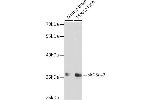 SLC25A43 Antikörper  (AA 1-100)