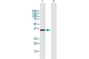 Western Blot analysis of RALYL expression in transfected 293T cell line by RALYL MaxPab polyclonal antibody. (RALYL 抗体  (AA 1-291))