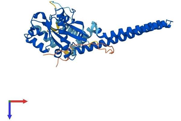 GIMAP4 Protein (AA 1-329) (His tag)