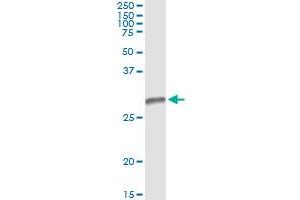 Immunoprecipitation of HLA-DMB transfected lysate using anti-HLA-DMB monoclonal antibody and Protein A Magnetic Bead , and immunoblotted with HLA-DMB MaxPab rabbit polyclonal antibody. (HLA-DMB 抗体  (AA 22-129))