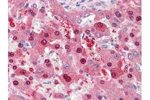 Human Liver (formalin-fixed, paraffin-embedded) stained with NDC80at 5 µg/ml followed by biotinylated anti-goat IgG secondary antibody, alkaline phosphatase-streptavidin and chromogen. (NDC80 抗体  (C-Term))