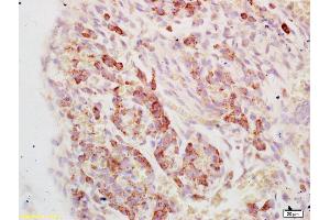 Formalin-fixed and paraffin embedded mouse embryo labeled with Anti-EF1a Polyclonal Antibody, Unconjugated (ABIN741210) at 1:200, followed by conjugation to the secondary antibody and DAB staining (eEF1A1 抗体  (AA 131-230))