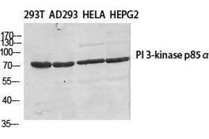 Western Blot (WB) analysis of specific cells using PI 3-kinase p85beta Polyclonal Antibody. (PIK3R2 抗体  (Thr232))